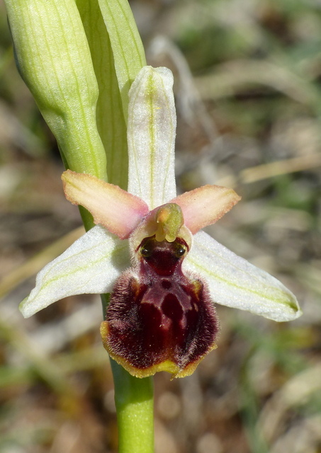 Ophrys precoci nellAbruzzo sud orientale 2022